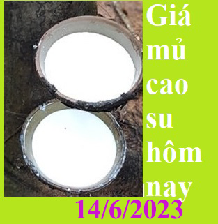 Giá mủ cao su hôm nay ngày 14/6/2023